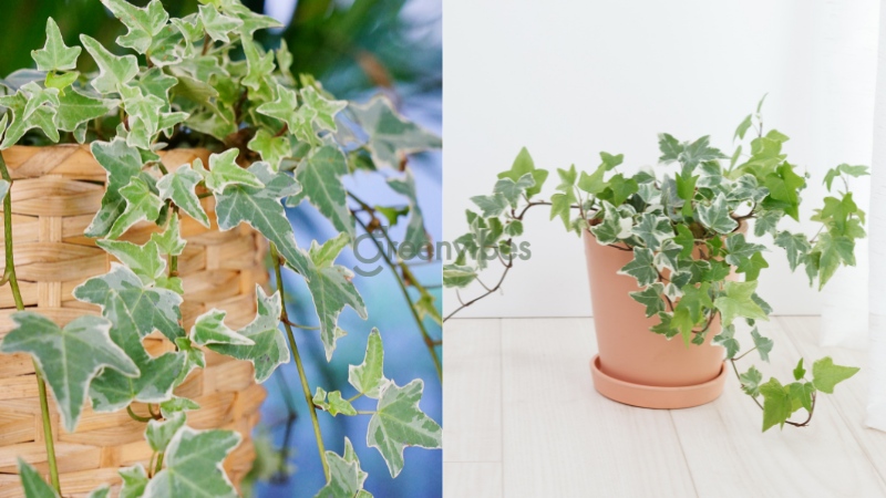 cach-cham-soc-cay-thuong-xuan-2 Đặc điểm sinh trưởng của cây thường xuân