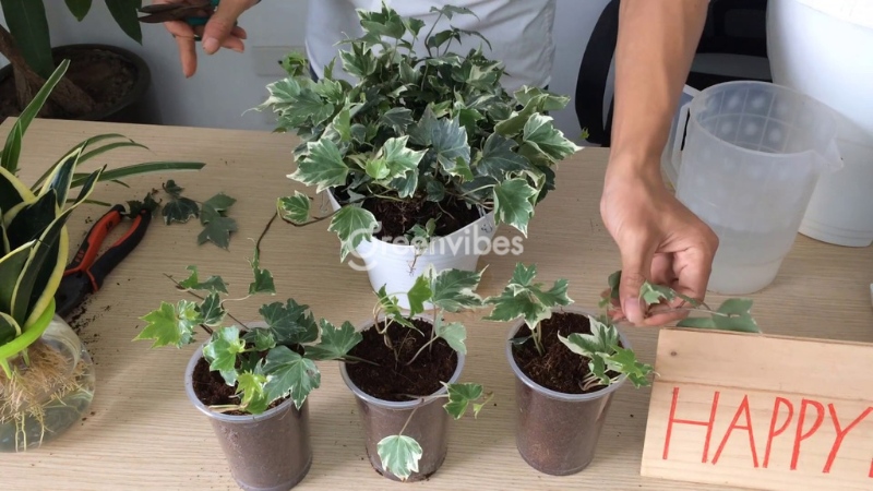 cach-cham-soc-cay-thuong-xuan-3 Cây thường xuân thích hợp với đất mùn tơi xốp và màu mỡ