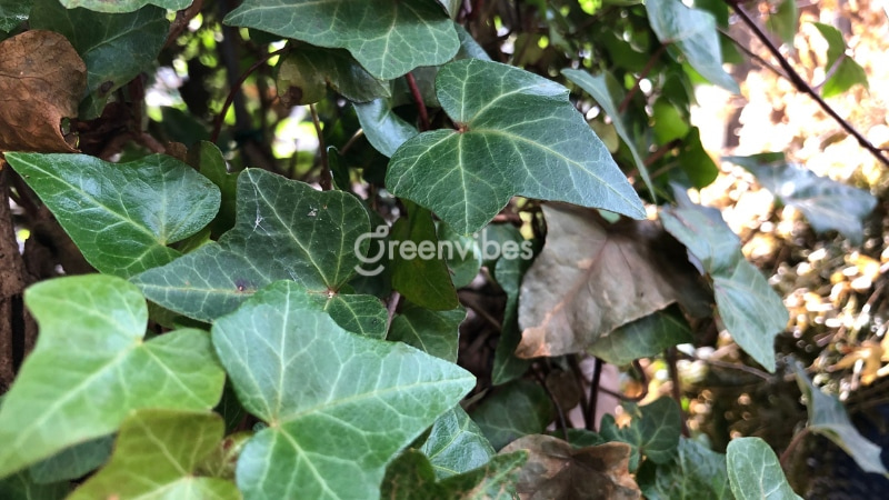 cach-cham-soc-cay-thuong-xuan-4 Thường xuyên cắt tỉa vì thường xuân phát triển rất nhanh