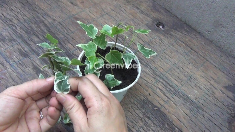 cach-cham-soc-cay-thuong-xuan-5 Giâm cành thường xuân trong chậu đất