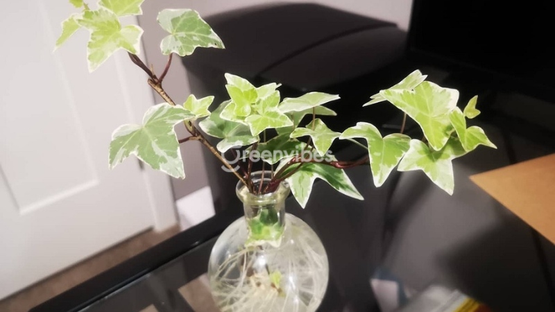 cach-cham-soc-cay-thuong-xuan-6 Trồng cây thủy sinh