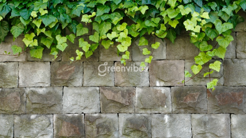 Cách chăm sóc cây thường xuân luôn tươi tốt tại nhà