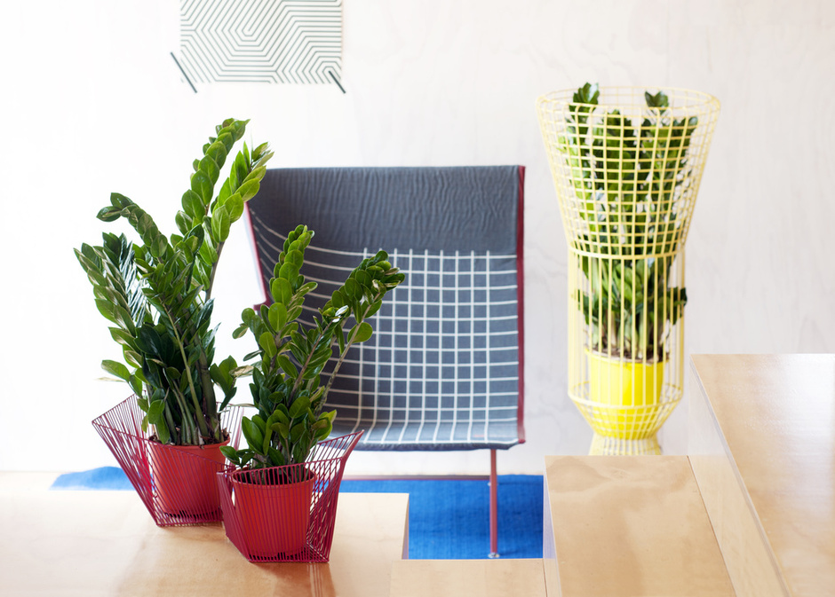 Nhiệt độ tốt nhất để cây Kim tiền sinh trưởng và phát triển nên từ 25-27°C cach-cham-soc-de-kim-tien-nhanh-chong-ra-hoa.jpg