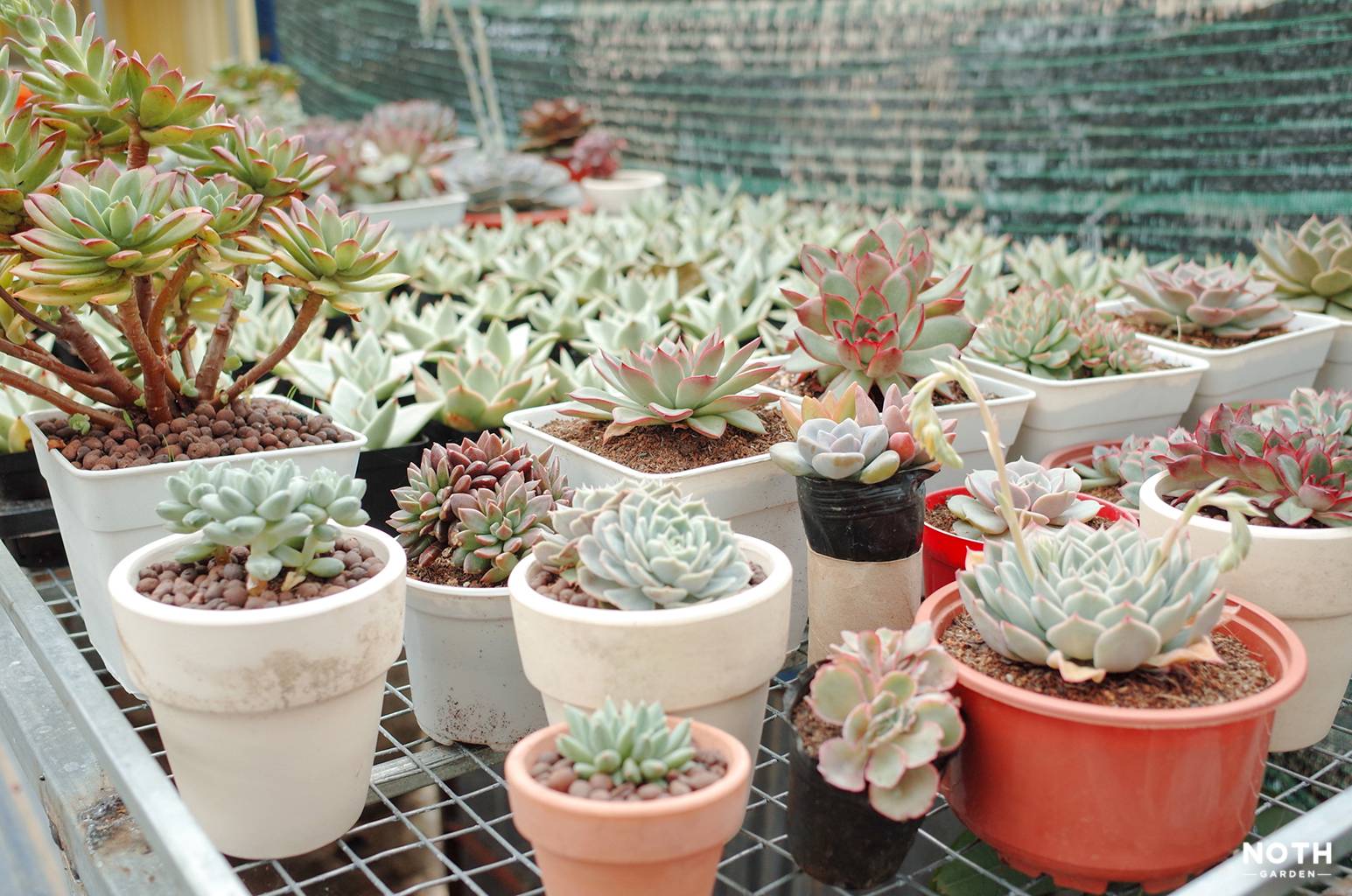 Cách chăm sóc Hoa đá (Sen đá)