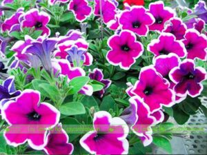 nha-chi-oanh-euro-villa-da-nang-17-300x225-1 nha chi oanh euro villa da nang 17