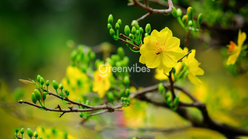 Cách chăm sóc mai tháng 12 âm lịch ra hoa đúng Tết