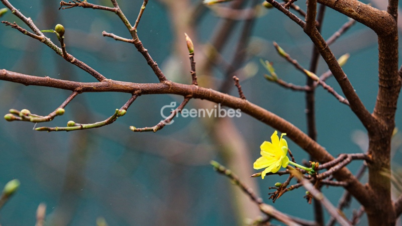 Cách chăm sóc mai tháng 8 âm lịch 2023 chuẩn nhất tại nhà