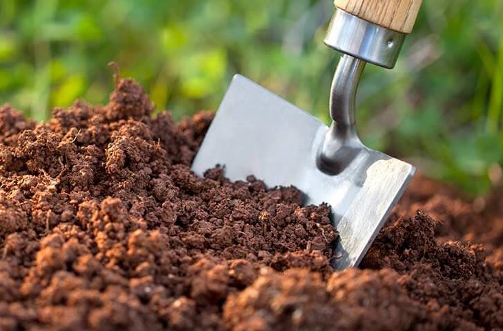 cách chăm sóc mai vàng sau Tết - đất trồng cây mai cach-cham-soc-mai-vang-sau-tet-dat-trong-cay-mai.jpg