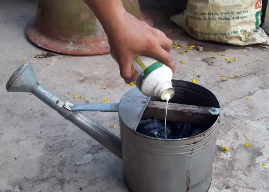 cách chăm sóc mai vàng sau Tết - pha loãng phân bón cho cây cach-cham-soc-mai-vang-sau-tet-pha-loang-phan-bon.png