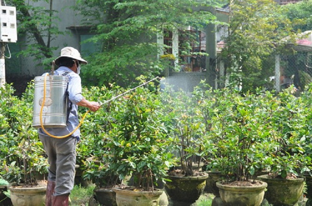 cách chăm sóc mai vàng sau Tết - phun thuốc trừ sâu cho cây cach-cham-soc-mai-vang-sau-tet-phun-thuoc-tru-sau.jpg
