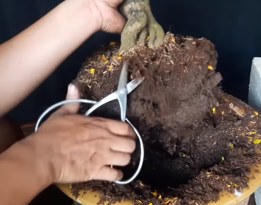 cách chăm sóc mai vàng sau Tết - tỉa bầu rễ cach-cham-soc-mai-vang-sau-tet-tia-bau-re.png