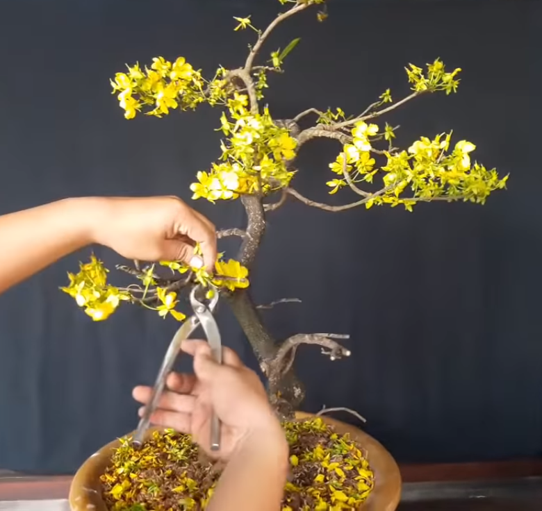 cách chăm sóc mai vàng sau Tết - tỉa hoa và cành lá cach-cham-soc-mai-vang-sau-tet-tia-hoa-va-canh-la.png