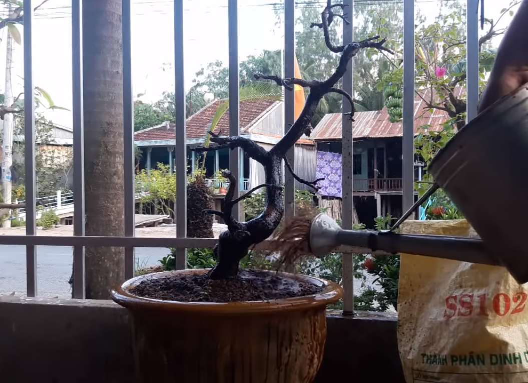 cách chăm sóc mai vàng sau Tết - tưới phân cach-cham-soc-mai-vang-sau-tet-tuoi-phan.png