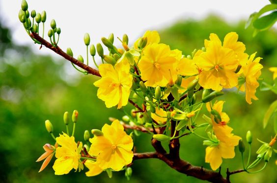 cách chăm sóc mai vàng sau Tết cach-cham-soc-mai-vang-sau-tet.jpg