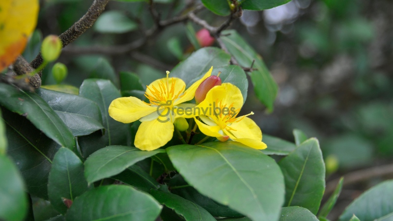 Cách chăm sóc mai vàng tháng 4 âm lịch chi tiết nhất