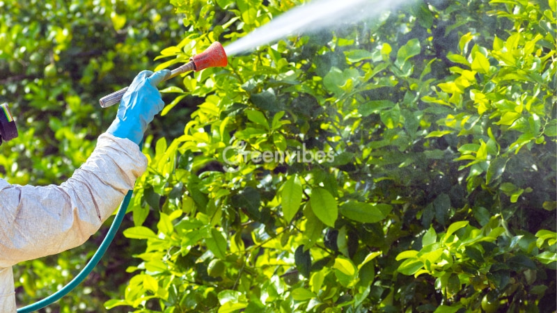 cach-cham-soc-mai-vang-thang-4 cách chăm sóc mai vàng tháng 4 - Caycoi.net