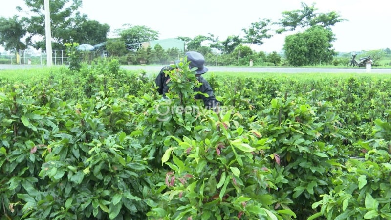 Chăm sóc mai vàng tháng 5 al Cách chăm sóc mai vàng tháng 5 âm lịch - Caycoi.net