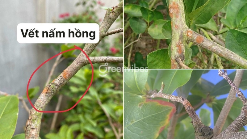 Chăm sóc mai vàng tháng 8 al Cách chăm sóc mai vàng tháng 8 âm lịch - Caycoi.net