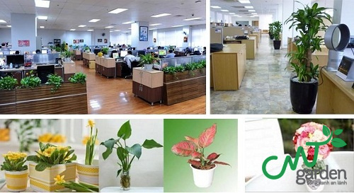 cach-chon-mua-cay-dat-van-phong-theo-menh-chuan-xac-nhat7 Cách chọn mua cây đặt văn phòng theo mệnh chuẩn xác nhất