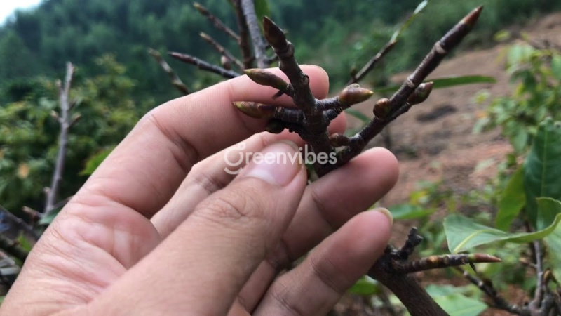 Cách cứu và chăm sóc cây mai vàng bị chết nhánh nhanh chóng