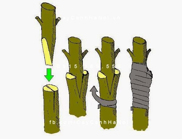 Cách ghép cây hoa hồng