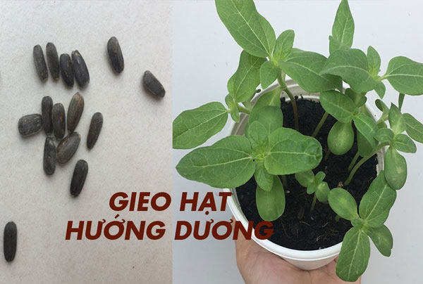 cách gieo hạt hướng dương cao