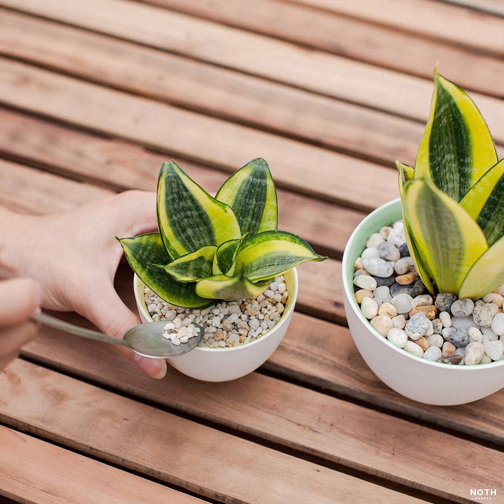 Cách “không” chăm Lưỡi hổ (Sansevieria)