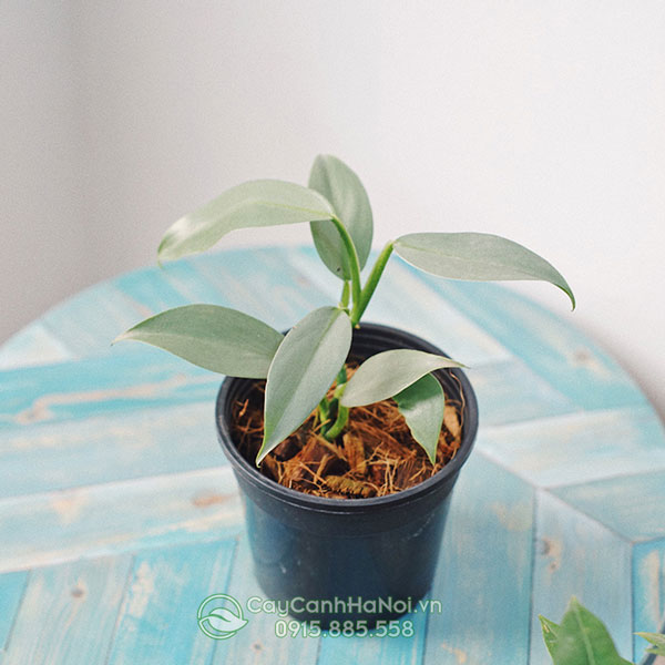 Cách trồng cây Philodendron từ hạt