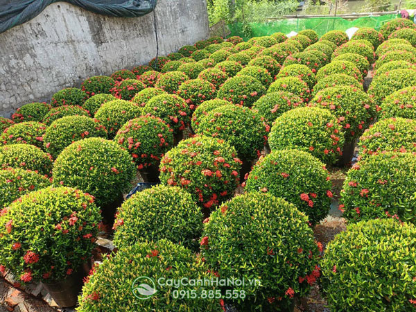 Cách phân bón cho cây mẫu đơn