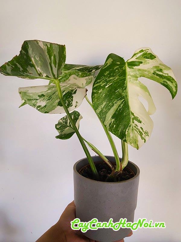 Cách thay chậu cây trầu bà Monstera