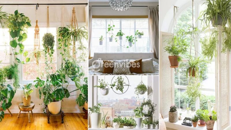 cach-trang-tri-cay-canh-trong-nha-4 Bố trí cây xanh bên cửa sổ