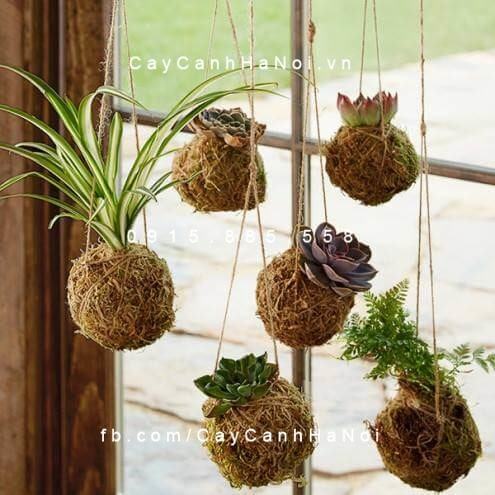 Cách trồng cây cảnh trang trí theo cách Kokedama của người Nhật Bản