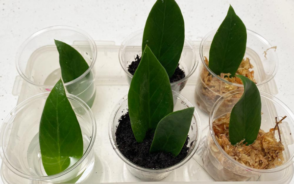 cach-trong-cay-kim-tien-1