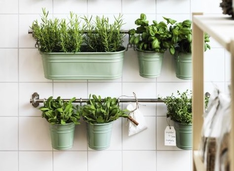 cách trồng cây trong nhà bếp cach-trong-cay-trong-nha-bep-4.jpg