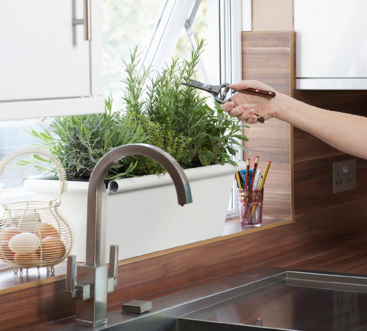 cách trồng cây trong nhà bếp cach-trong-cay-trong-nha-bep-6.jpeg