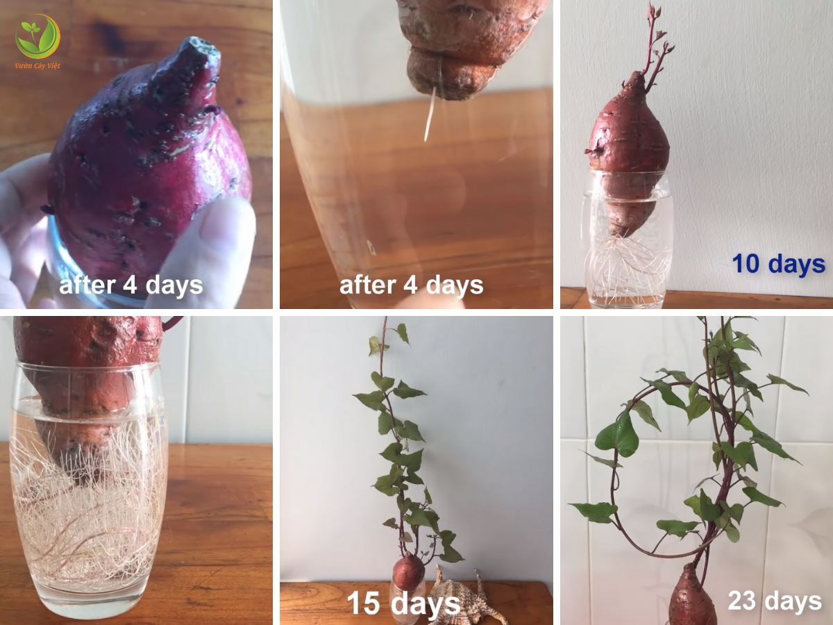 Hướng dẫn cách trồng khoai bonsai cach-trong-khoai-bonsai-1.png