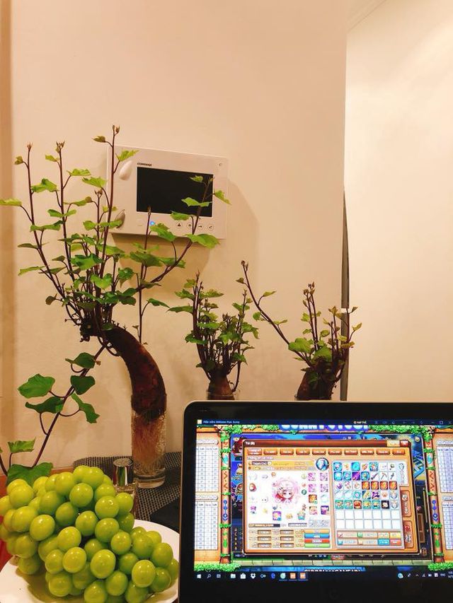 Mách bạn cách trồng khoai bonsai cach-trong-khoai-bonsai-10.jpg