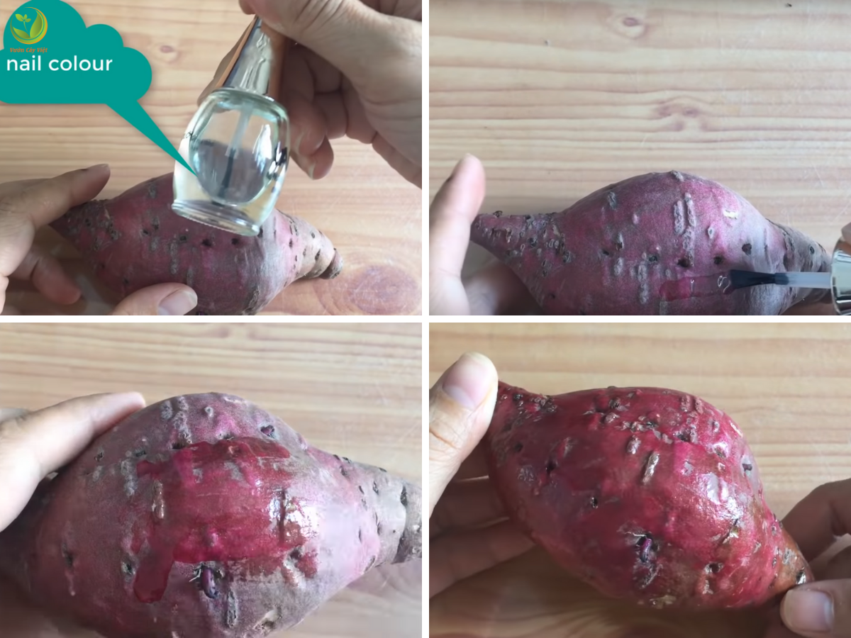 Cách trồng khoai bonsai cach-trong-khoai-bonsai-2.png