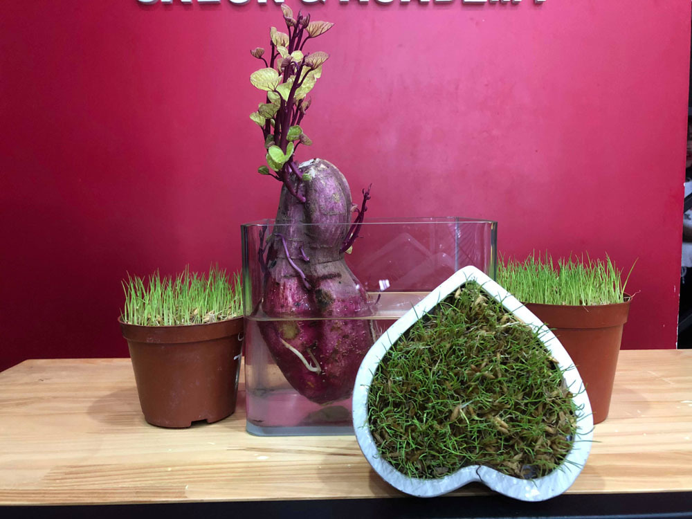 Hướng dẫn cách trồng khoai bonsai cach-trong-khoai-bonsai-7.jpg