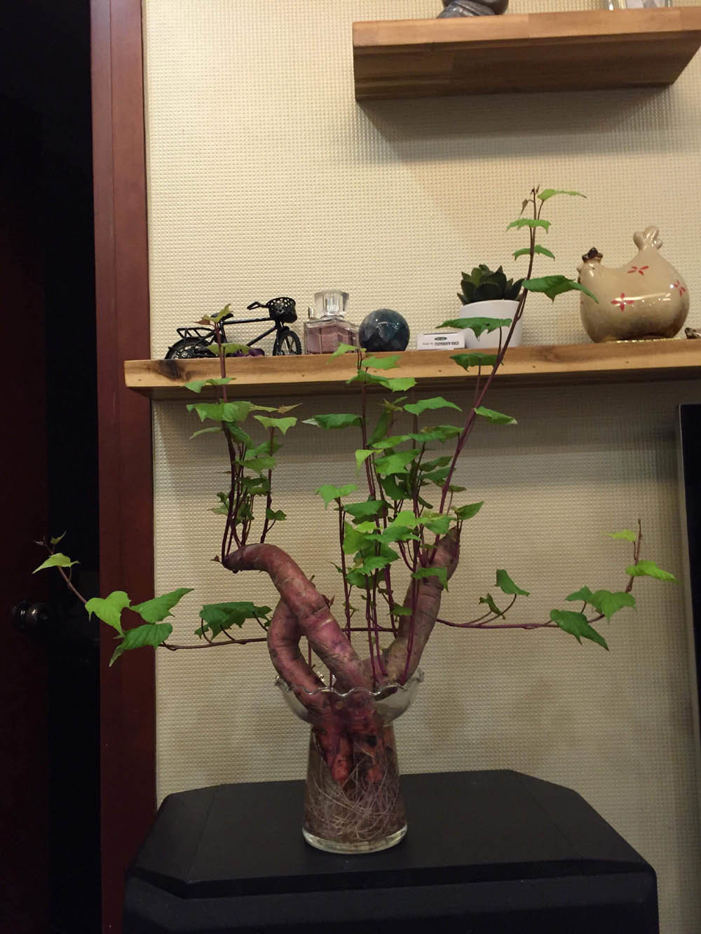 Hướng dẫn cách trồng khoai bonsai cach-trong-khoai-bonsai-8.jpg