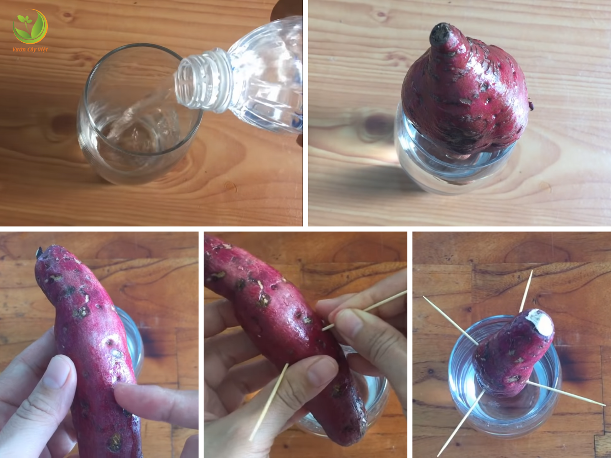 Cách trồng khoai bonsai thật đơn giản cach-trong-khoai-bonsai.png