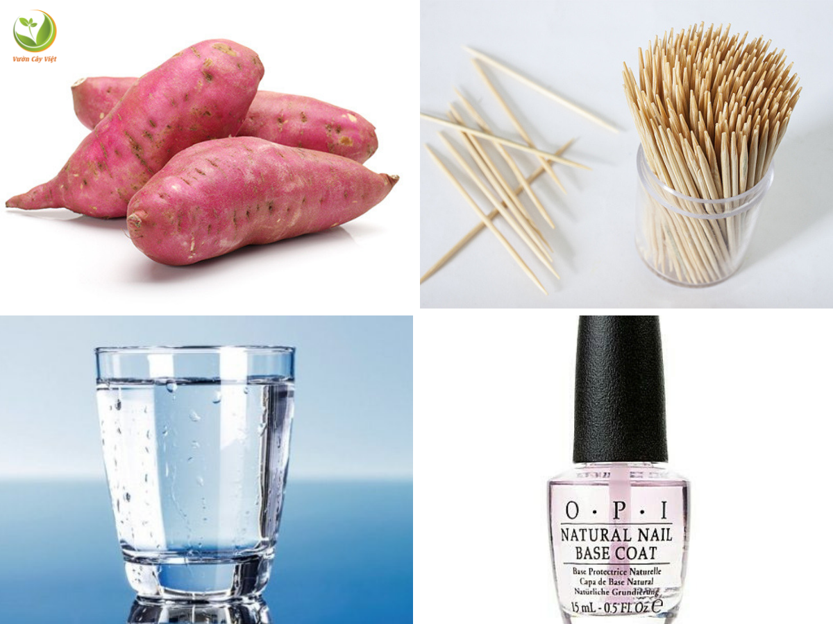 Cách trồng khoai bonsai cach-trong-khoai-bonsai%20(4).png