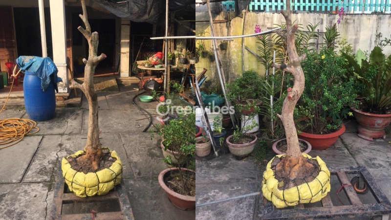 cách chăm sóc cây mai mới bứng vào chậu - Caycoi.net