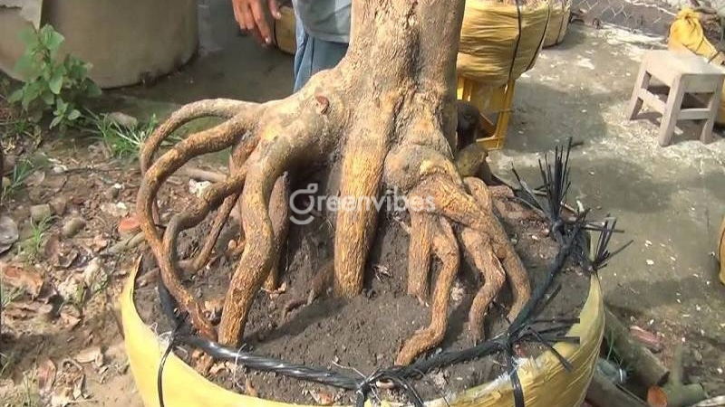 cách chăm sóc mai mới bứng - Caycoi.net