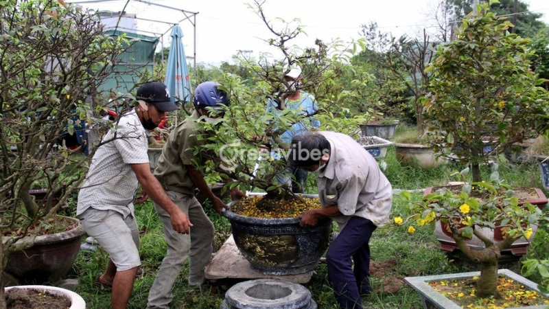 cách trồng mai vàng mới bứng - Caycoi.net
