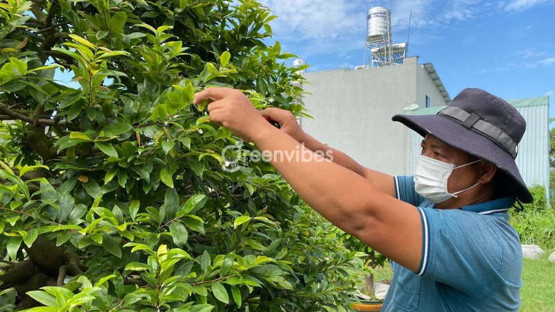 Cách trồng mai mới bứng vào chậu và cách chăm sóc hiệu quả