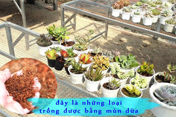 cây xanh phong thủy trong phòng làm việc