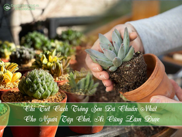 Chi Tiết Cách Trồng Sen Đá Chuẩn Nhất Cho Người Tập Chơi, Ai Cũng Làm Được