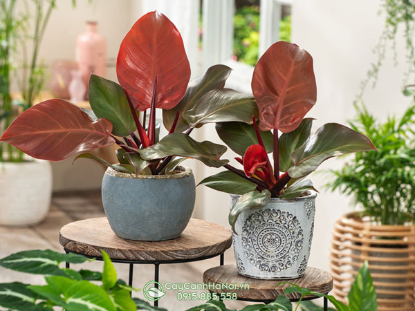 Cách trồng và chăm sóc các loài Philodendron