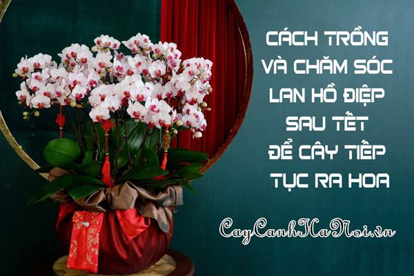 Cách trồng và chăm sóc Lan Hồ Điệp sau tết để cây tiếp tục ra hoa